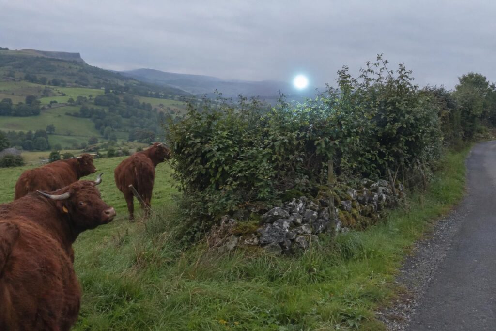 Illustration : sphère lumineuse au-dessus d’une haie dans un pré du Cantal, vaches Salers inquiètes