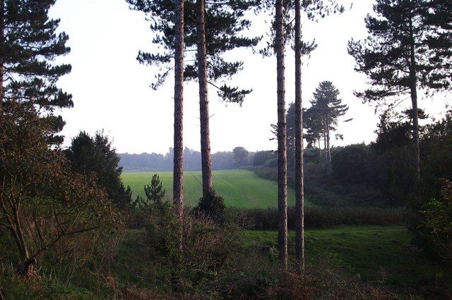 Clairière de la forêt de Rendlesham présentée comme le lieu de l’atterrissage supposé de 1980